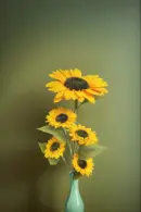 Sunshine Splendor Sunflower – 5-Head (40") | Long Stem Silk Artificial Flower